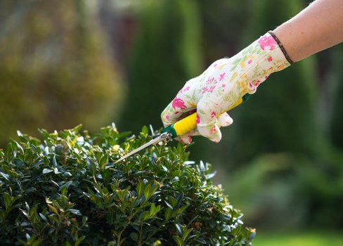 Healthy green lawn care in Beddington garden