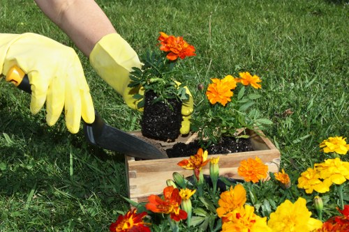 Shaping a healthy hedge in a Beddington residential garden